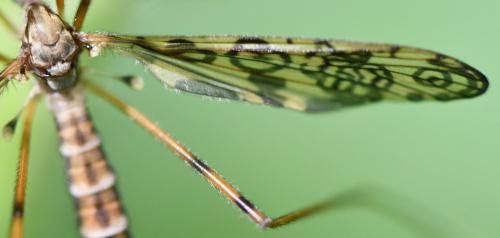 Réf. 301 853 : Epiphragma ocellare